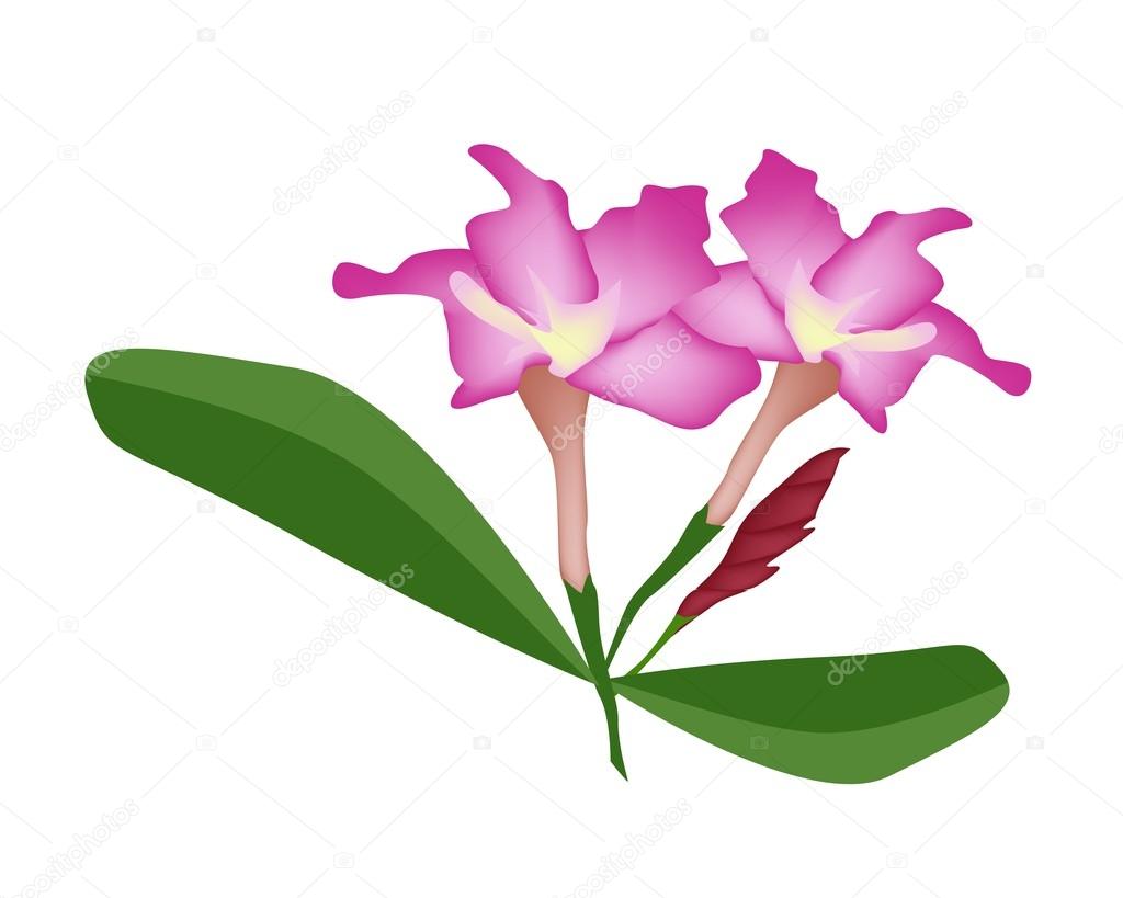 Pink Desert Rose Flower or Bignonia Flower — Stock Vector © Iamnee
