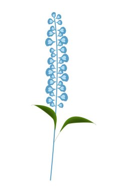 Mavi adaçayı çiçekleri veya Salvia Officinalis çiçek