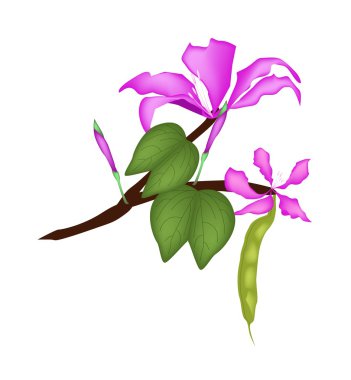 Bauhinia Purpurea veya orkide ağaç beyaz arka plan üzerinde