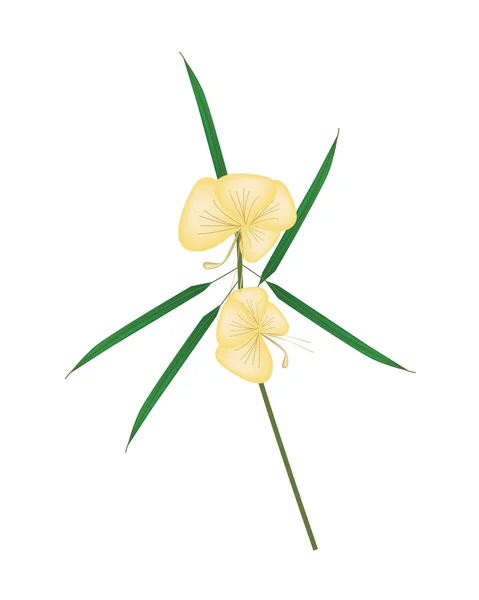 Barleria Lupulina Lindl Flor sobre fondo blanco — Vector de stock