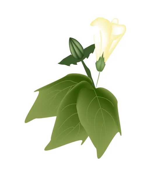 Flor de algodón amarillo con brote en una rama — Vector de stock