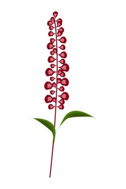 Scarlet Sage Flowers or Salvia Splendens Flower clipart