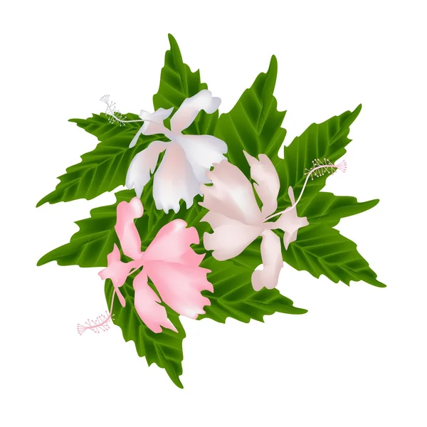 Flores de Hibisco Rosa o Rosa Rosa Malva Flores — Vector de stock