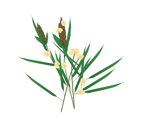 Barleria 天蓝苜蓿属植物在白色背景上 — 图库矢量图片
