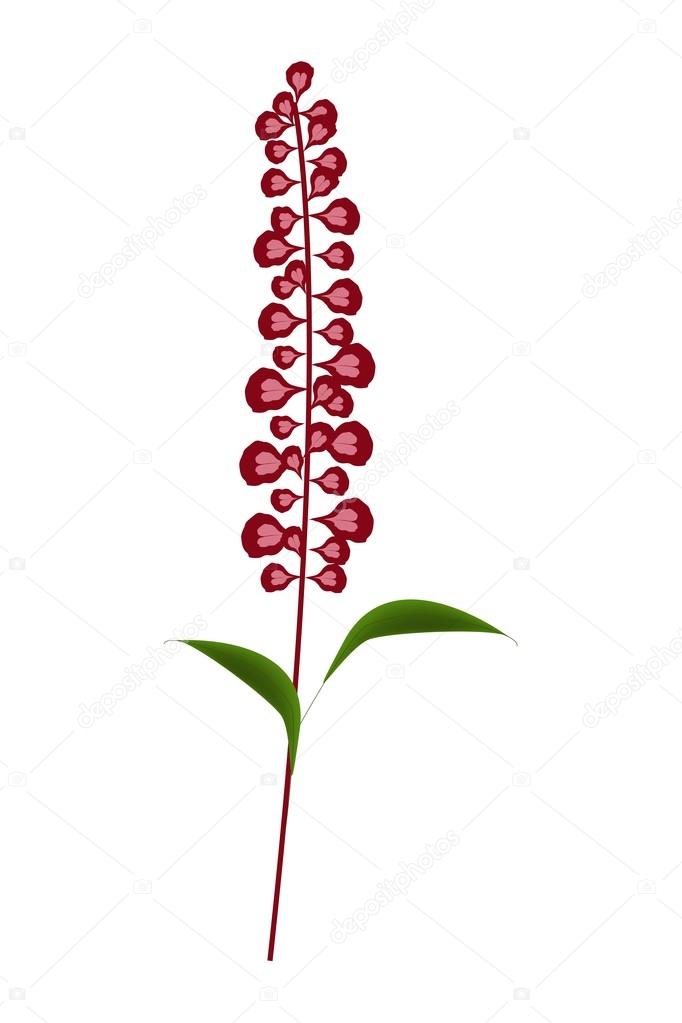 Scarlet Sage Flowers or Salvia Splendens Flower