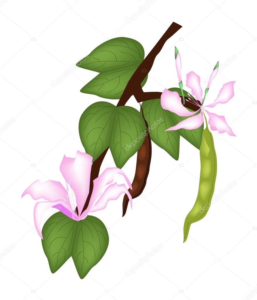 Pink Bauhinia Purpurea or Orchid Tree on White Background