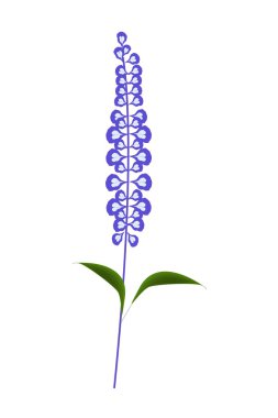 Mor adaçayı çiçekler veya Salvia Officinalis çiçek
