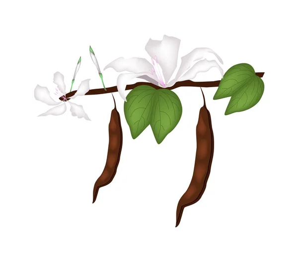 Bauhinia Purpurea branca ou árvore branca da orquídea — Vetor de Stock