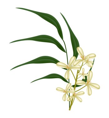 Güzel tatlı Osmanthus çiçek ve yeşil yaprakları