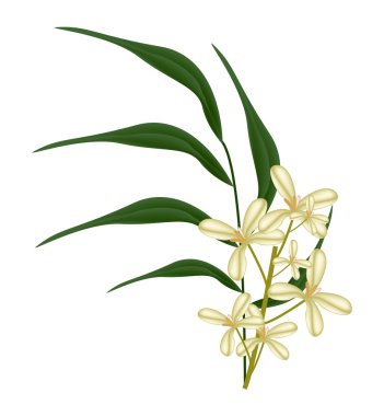 Beautiful Sweet Osmanthus Flower and Green Leaves clipart