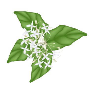 Beyaz arka plan üzerinde beyaz Hint Cork çiçekler