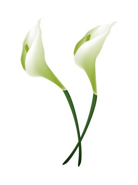 Beyaz Calla Lily çiçekler veya beyaz Arum Zambak çiçeği