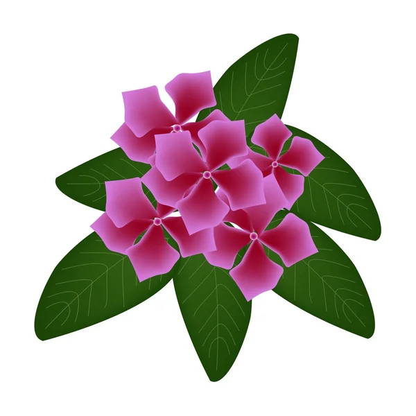 Rosa Kap Periwinkle blommor eller Madagaskar Periwinkle Flowerspink Cape Periwinkle blommor eller Madagaskar Periwinkle blommor — Stock vektor