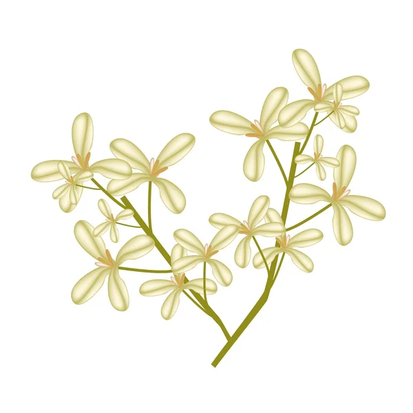 Bela flor de Osmanthus doce em fundo branco — Vetor de Stock
