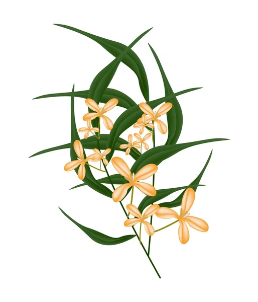 오렌지 달콤한 Osmanthus 꽃과 녹색 잎 — 스톡 벡터