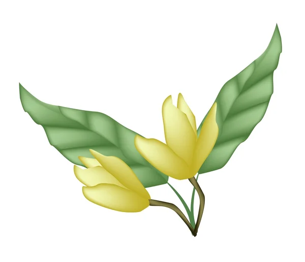 Dos flores de magnolia amarilla sobre fondo blanco — Vector de stock