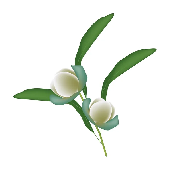 Deux fleurs de coco Magnolia sur fond blanc — Image vectorielle