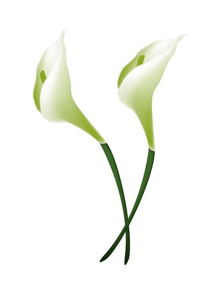 White Calla Lily Flowers or White Arum Lily Blossoms — Stock Vector