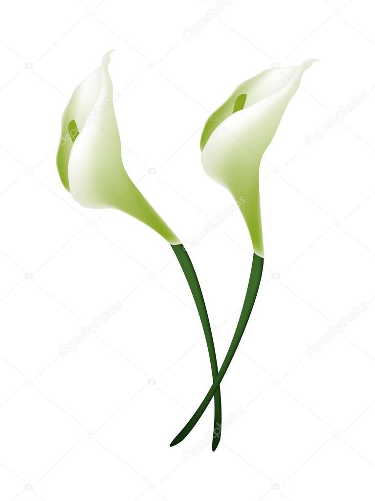 White Calla Lily Flowers or White Arum Lily Blossoms