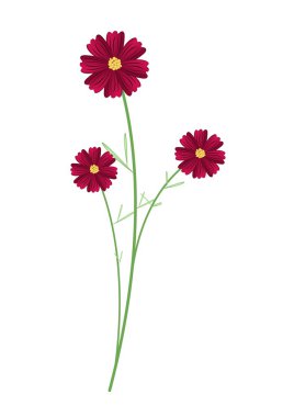 Three Red Cosmos Flowers on White Background clipart