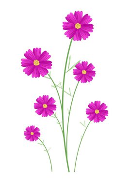 Beautiful Pink Cosmos Flowers on White Background clipart