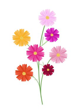 Assorted Cosmos Flowers on A White Background clipart