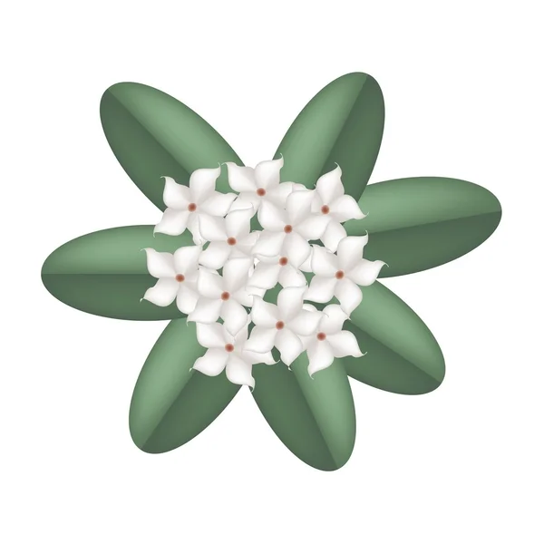 Bílá Madagaskar Jasmín květy na bílém pozadí — Stockový vektor