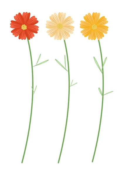 Yellowe と白い背景の上のオレンジ色のコスモスの花 — ストックベクタ