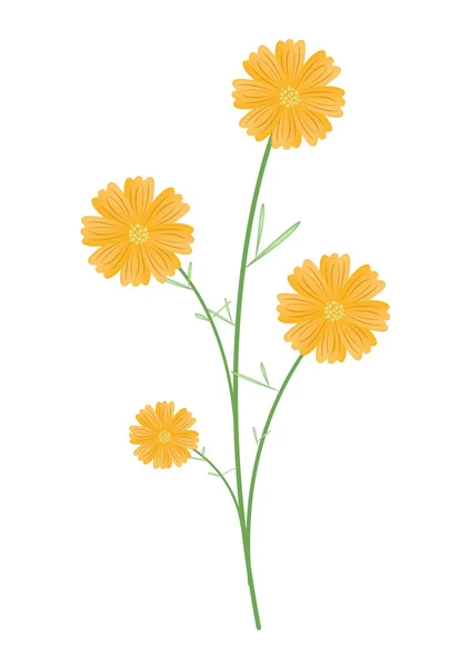 Belles fleurs jaunes Cosmos sur fond blanc — Image vectorielle