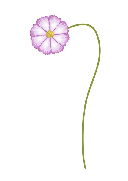 Fuchsie a bílé barvy Cosmos květina na bílém pozadí — Stockový vektor