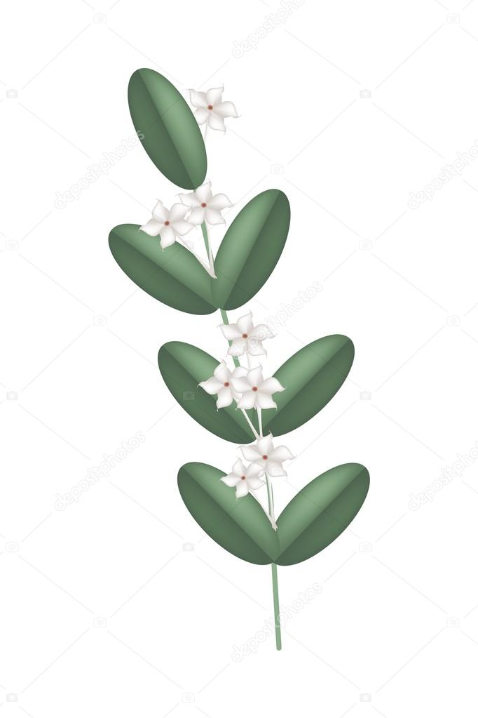 White Madagascar Jasmine Flowers on White Background