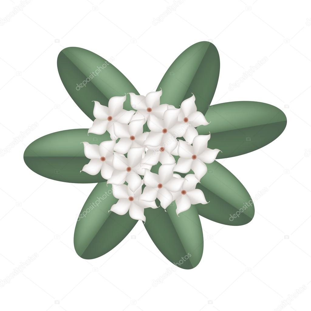 White Madagascar Jasmine Flowers on A White Background