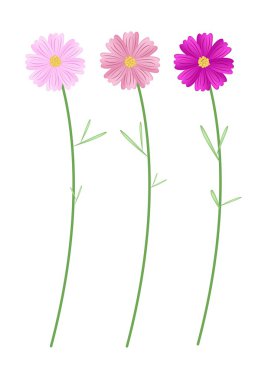 Beyaz zemin üzerinde üç pembe Cosmos çiçekler