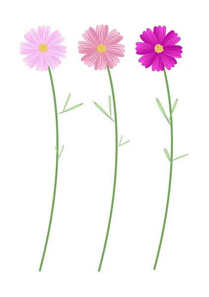 Tres flores de cosmos rosados sobre fondo blanco — Vector de stock