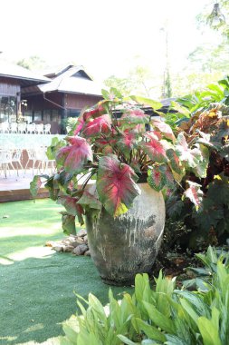 Renkli kaladyum yaprakları büyük bahçe vazolarına yerleştirilmiş.