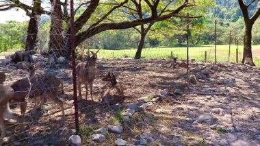 Evcil geyik, açık bir çiftlik bölgesinde yavaşça geziniyor. Huzur içinde ileri geri hareket ediyor.