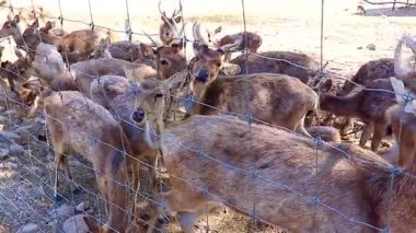 Evcil geyik, açık bir çiftlik bölgesinde yavaşça geziniyor. Huzur içinde ileri geri hareket ediyor.