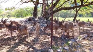 Evcil geyik, açık bir çiftlik bölgesinde yavaşça geziniyor. Huzur içinde ileri geri hareket ediyor.