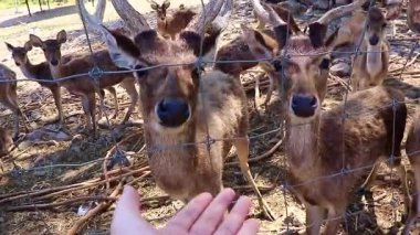Geyik, insan elini koklayarak, alışılmadık insan kokusuna tepki göstererek merakını gösterir.