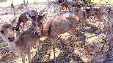 Geyik, dışarıda sakin bir şekilde işerken uzunca bir süre ayakta kalır.