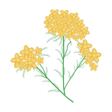 Sarı civanperçemi veya Achillea Millefolium çiçek