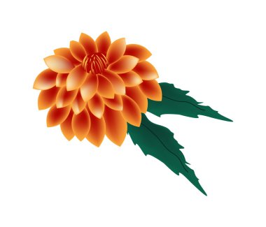 Beyaz bir arka planda turuncu Dahlia çiçeği