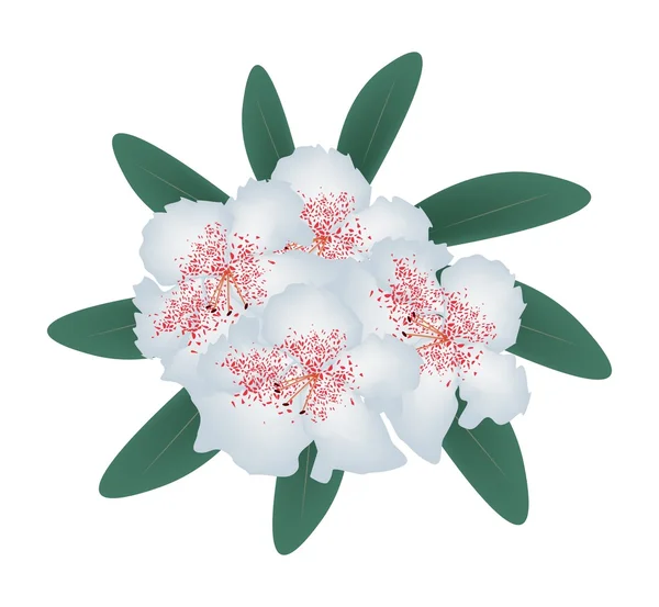 Rhododendron blanc avec feuilles vertes sur fond blanc — Image vectorielle