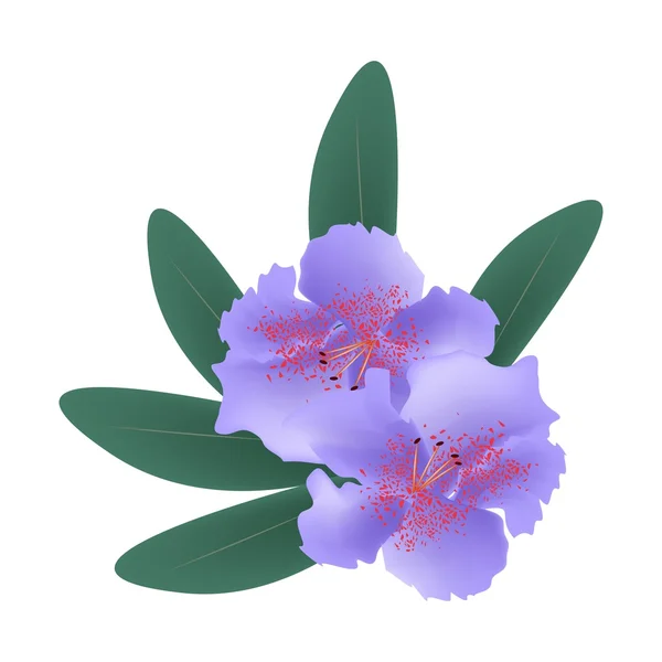 Rhododendron púrpura con hojas verdes en blanco — Vector de stock