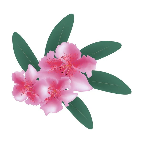 Pink Rhododendron with Green Leaves on White — Stock Vector