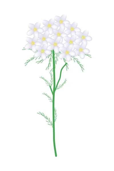 Flecha branca Flores ou Achillea Millefolium Flores — Vetor de Stock