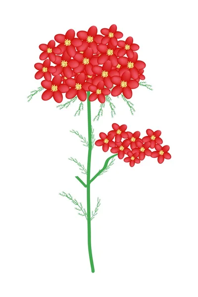 Red Yarrow Flowers or Achillea Millefolium Flowers — Stock Vector