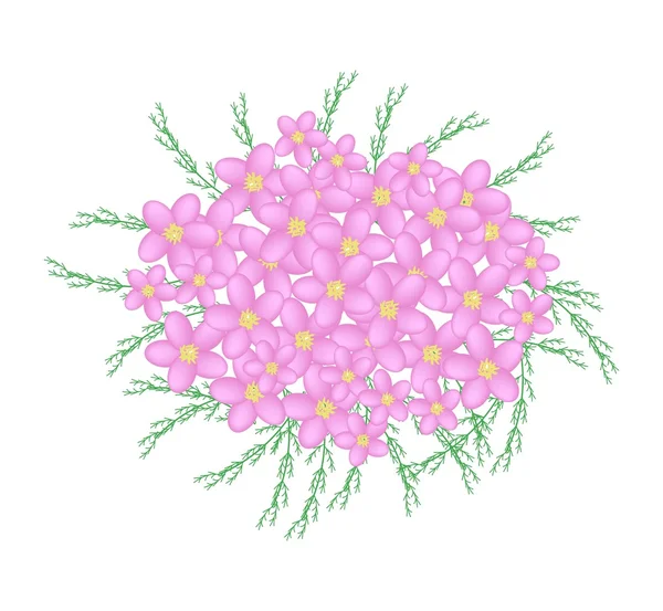 Rosa Yarrow blommor eller Achillea Millefolium blommor — Stock vektor