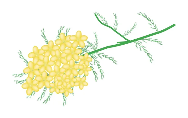 Flores de milenrama amarilla o Achillea Millefolium Flowers — Vector de stock