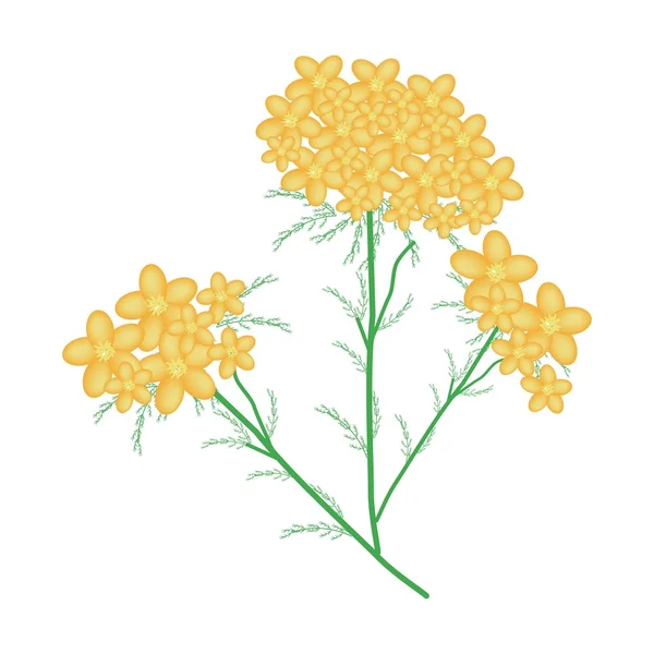 Gele duizendblad of Achillea Millefolium bloemen — Stockvector